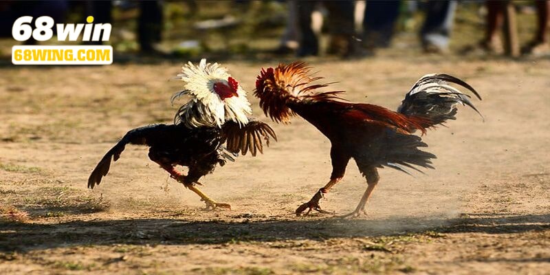 Cách chơi game cho người mới