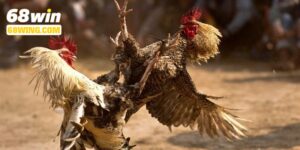 đá gà cựa sắt