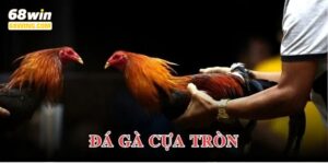 đá gà cựa tròn