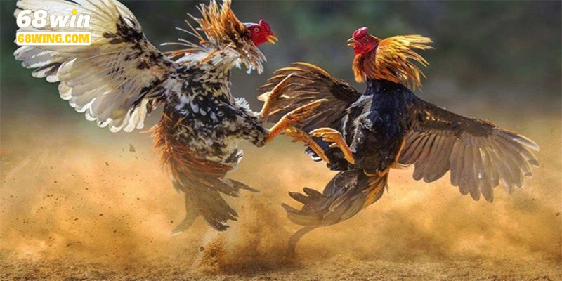 Đá gà cựa tròn đòi hỏi tính chiến thuật tương đối cao.