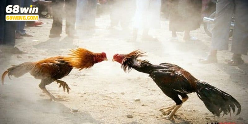 Quy tắc chơi đá gà cựa tròn không có nhiều điểm khác biệt so với truyền thống.