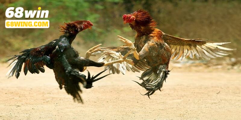 Lợi ích đá gà cựa dao 68win mang lại